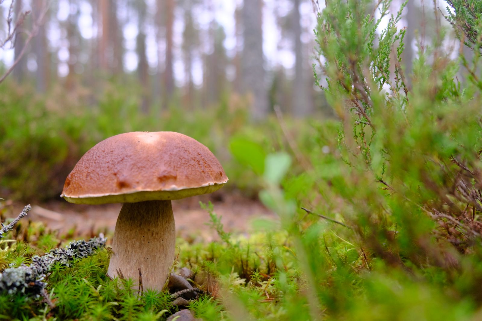 Finnland Koitajoki Bild 6